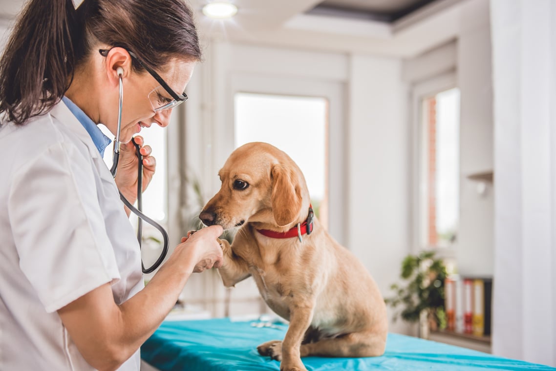 Veterinarian Examining Dog